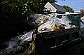 Acton team's haul filled a dump truck - 11:45am