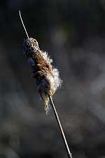 Cattail