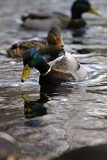 Mallard Ducks