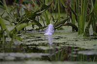 Feather on the water